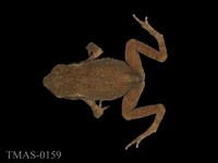 藏品(盤古蟾蜍)的圖片